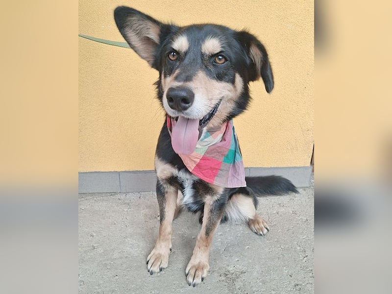liebenswerter Familienhund FÜLI - 2,5 Jahre, 52cm/20kg - Mischling