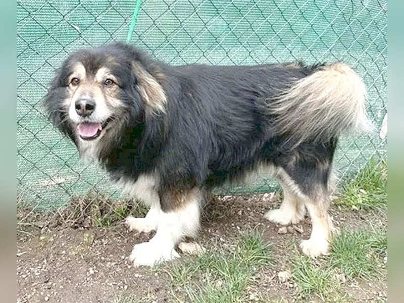 ❤️❤️❤️ lieber Knuddelbär LEMMY - 7,5 Jahre, 60cm - Mischling