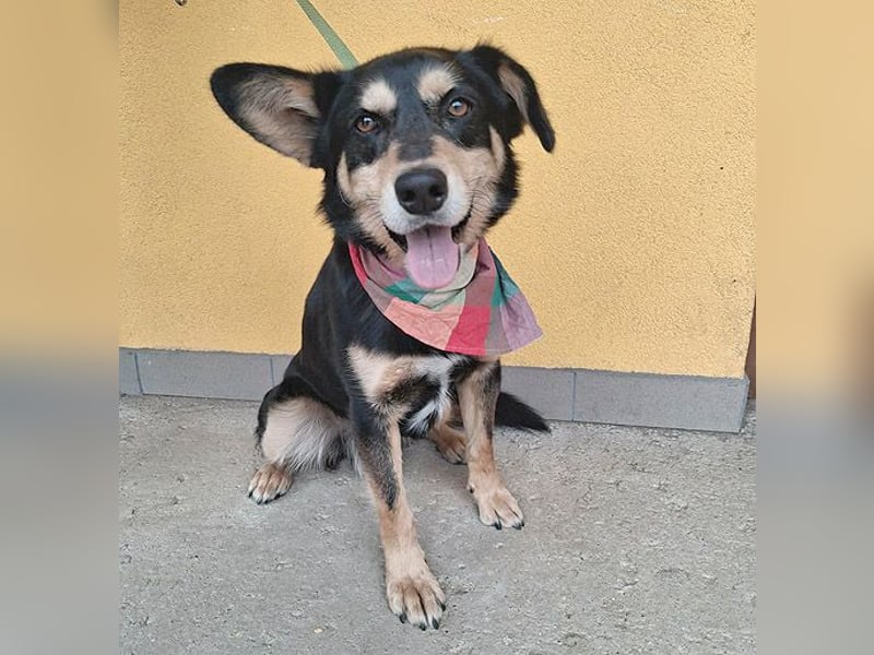 liebenswerter Familienhund FÜLI - 2,5 Jahre, 52cm/20kg - Mischling
