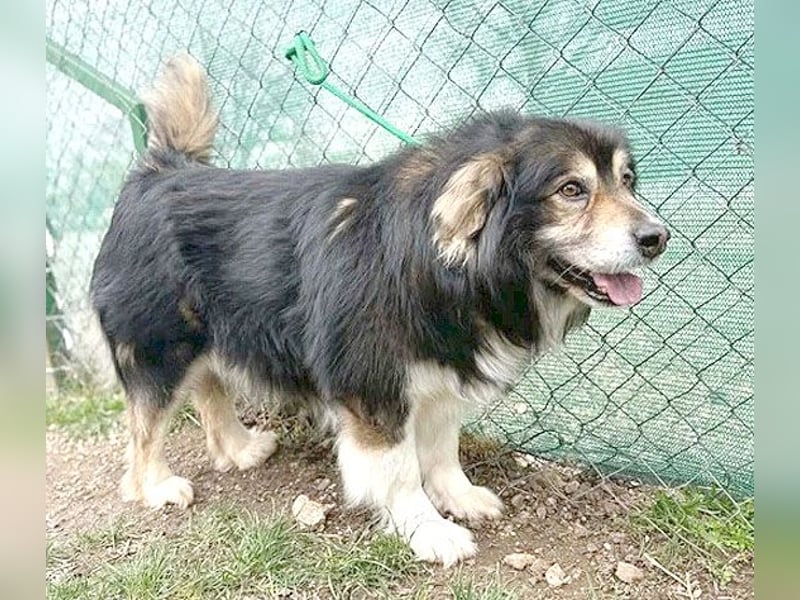 ❤️❤️❤️ lieber Knuddelbär LEMMY - 7,5 Jahre, 60cm - Mischling