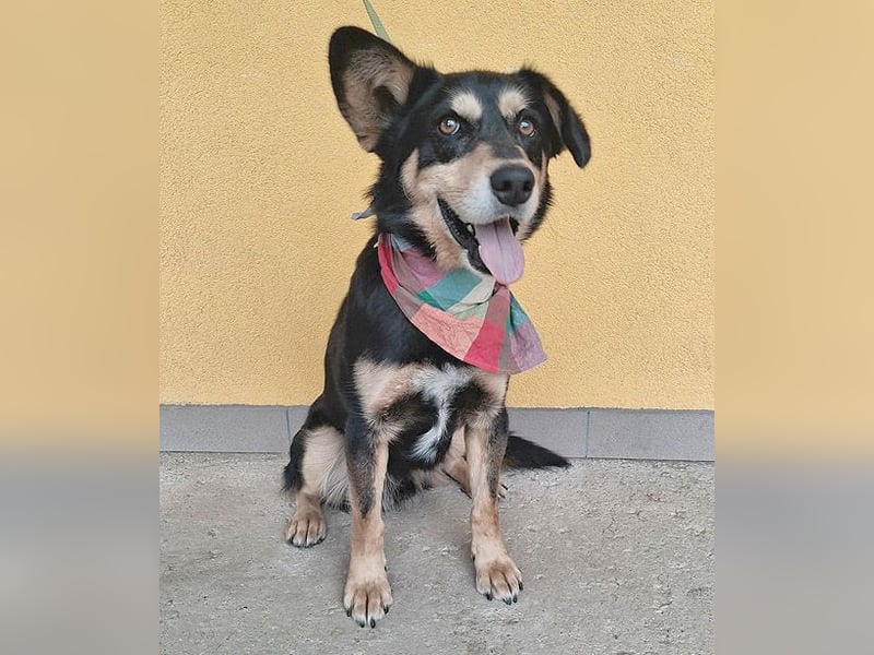 liebenswerter Familienhund FÜLI - 2,5 Jahre, 52cm/20kg - Mischling