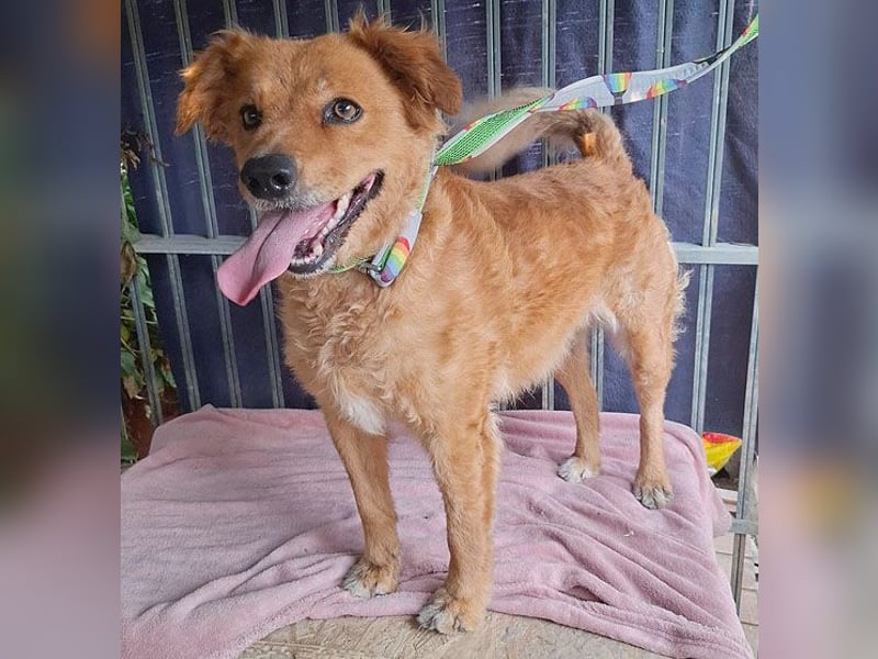 DALMA - ein Herz aus GOLD - 8,5 Jahre, 54cm/ 20kg - Mischling
