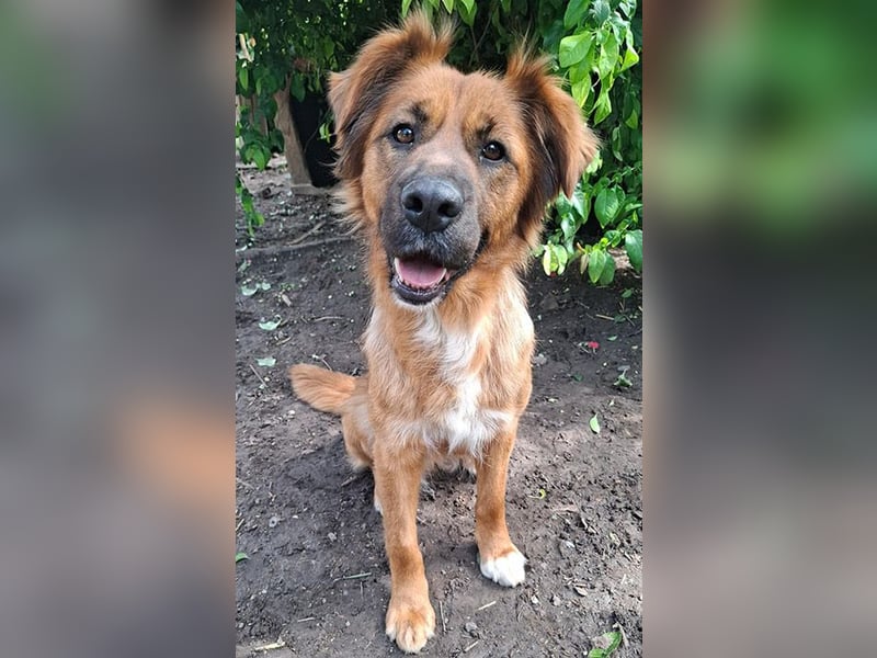 sensible Hundeseele FIONA - 6,5 Jahre, 58cm/20kg - Mischling