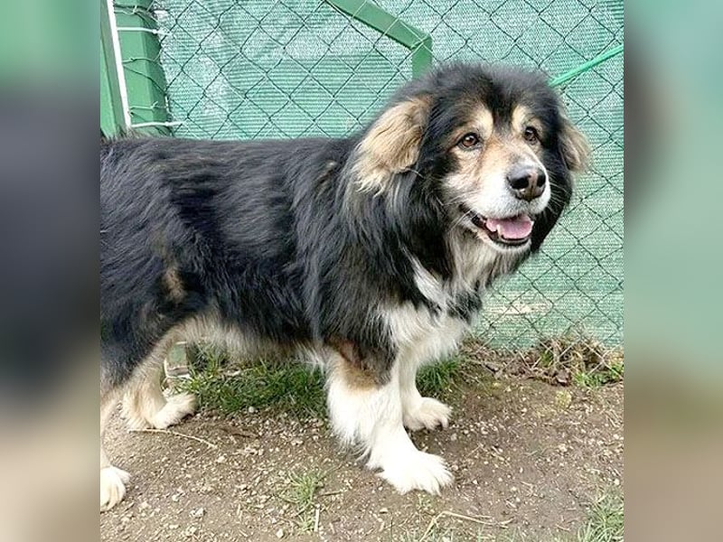 ❤️❤️❤️ lieber Knuddelbär LEMMY - 7,5 Jahre, 60cm - Mischling