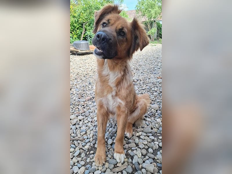 sensible Hundeseele FIONA - 6,5 Jahre, 58cm/20kg - Mischling
