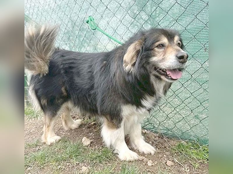 ❤️❤️❤️ lieber Knuddelbär LEMMY - 7,5 Jahre, 60cm - Mischling