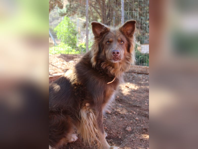 RIBO wünscht sich ein eigenes zu Hause