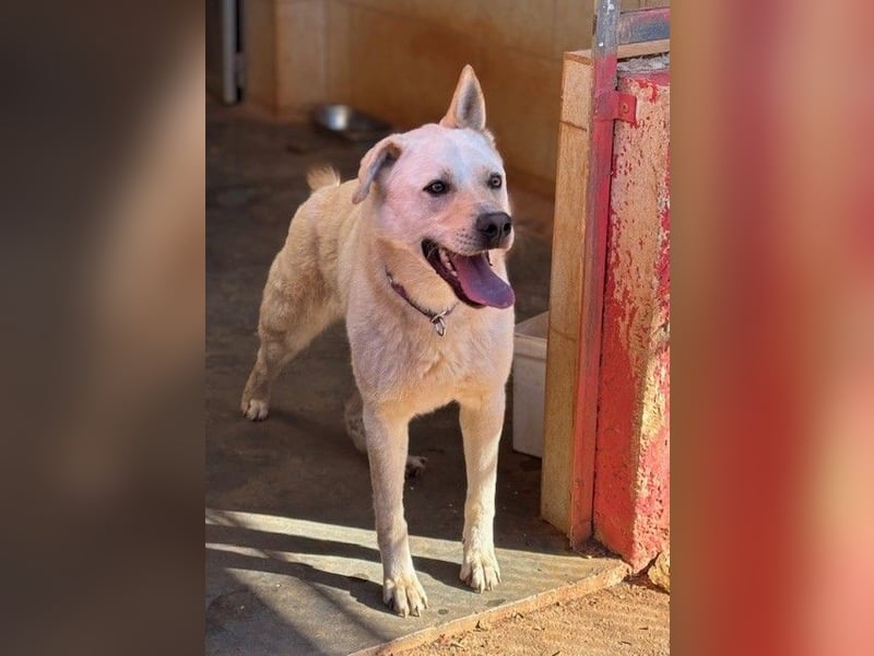 Toller OLYMPUS mit Handicap sucht Familienanschluß