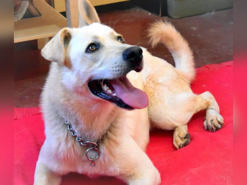 Toller OLYMPUS mit Handicap sucht Familienanschluß