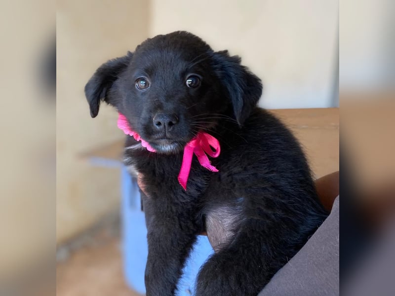 YANG sucht ihre Familie