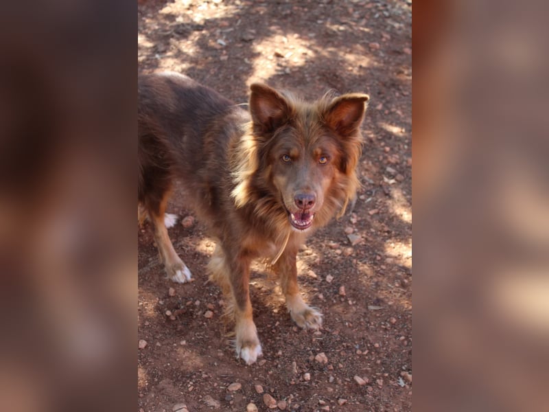 RIBO wünscht sich ein eigenes zu Hause