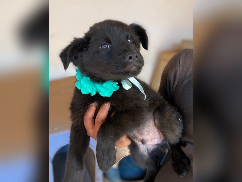 ENOS auf Körbchensuche