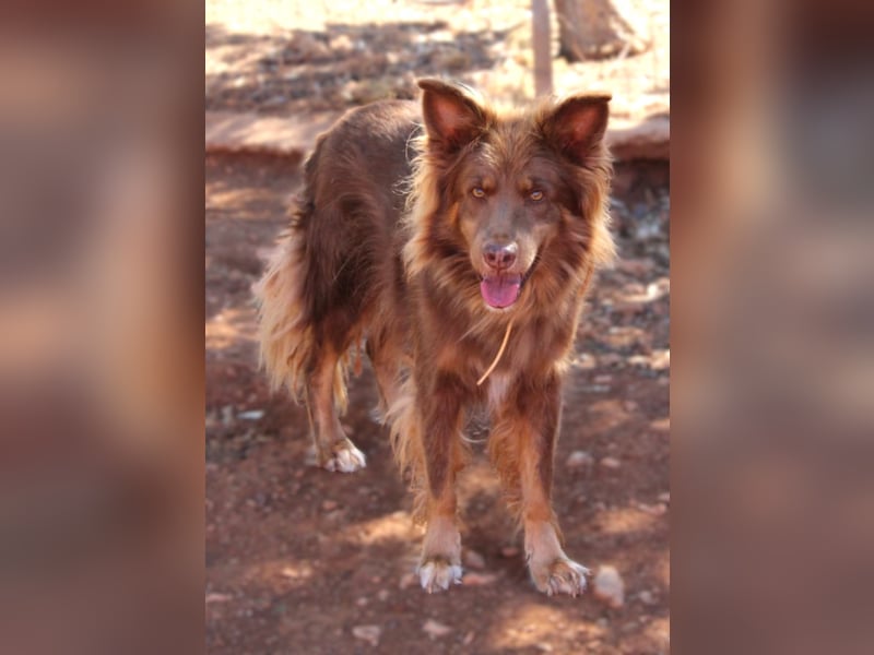RIBO wünscht sich ein eigenes zu Hause