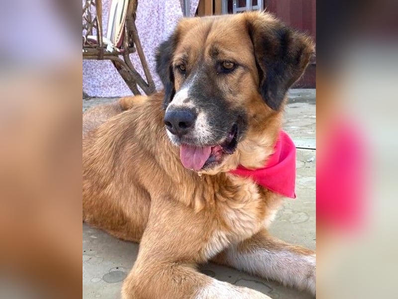 Zauberhafte GABI sucht Familienanschluß