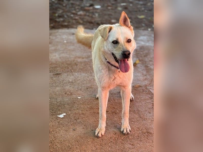 Toller OLYMPUS mit Handicap sucht Familienanschluß