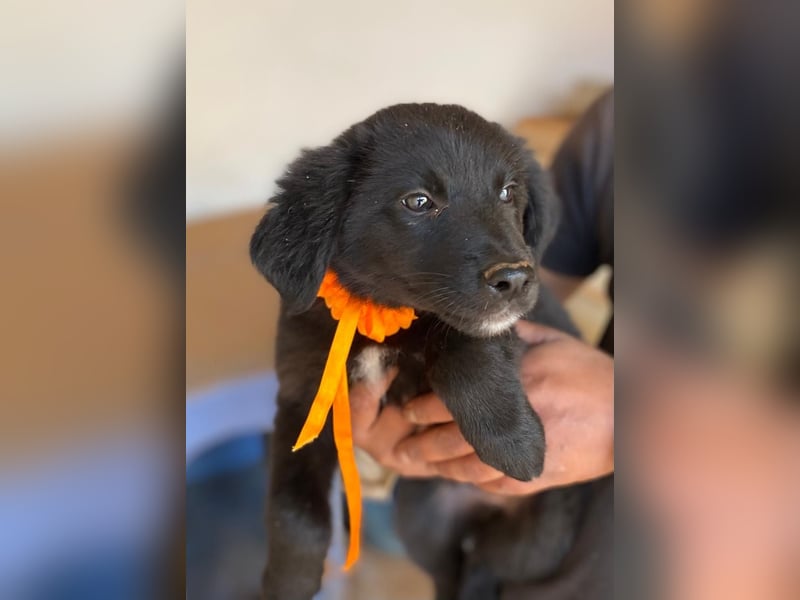 YIN sucht Familienanschluß