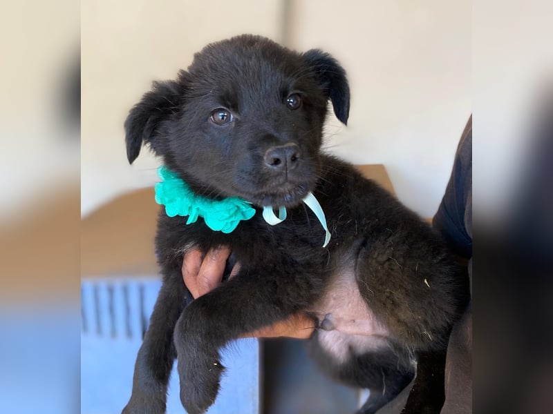 ENOS auf Körbchensuche