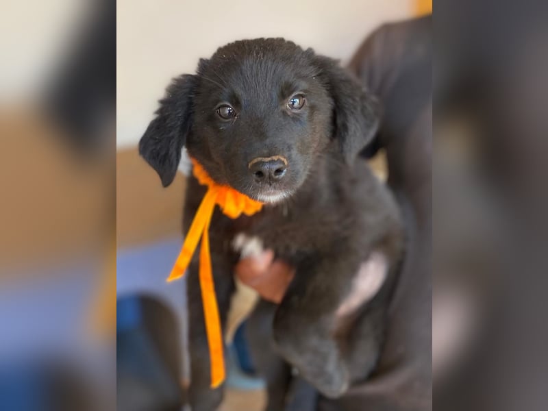 YIN sucht Familienanschluß