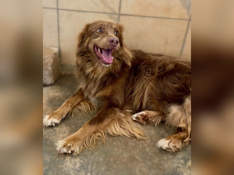 RIBO wünscht sich ein eigenes zu Hause