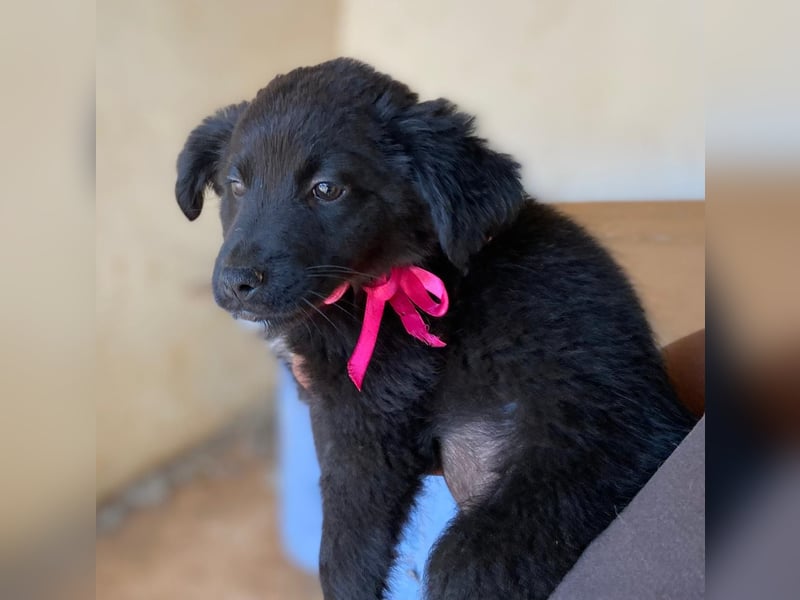 YANG sucht ihre Familie