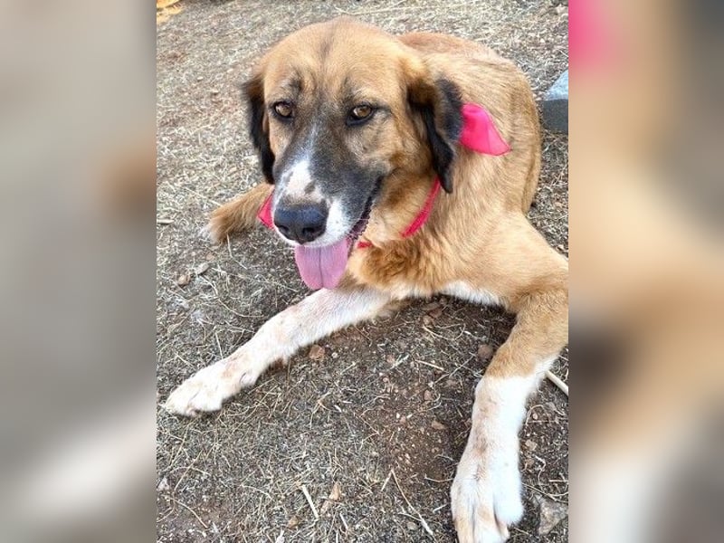 Zauberhafte GABI sucht Familienanschluß