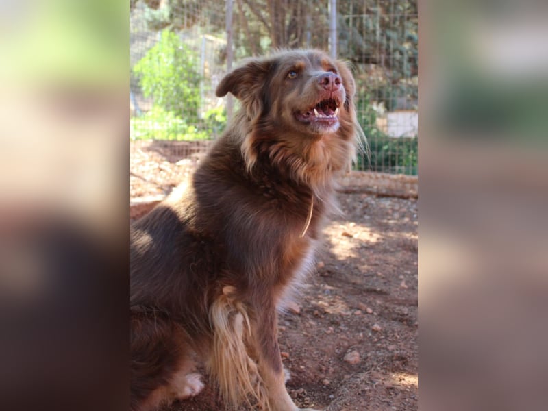 RIBO wünscht sich ein eigenes zu Hause