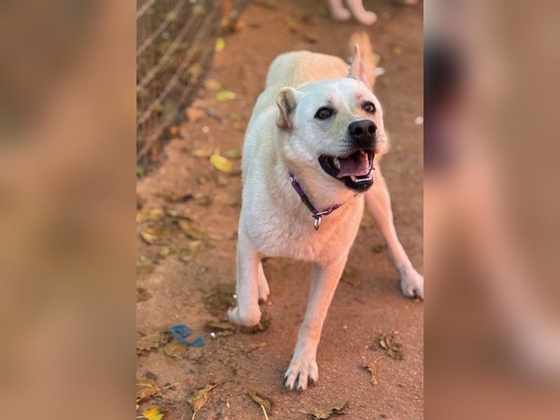 Toller OLYMPUS mit Handicap sucht Familienanschluß