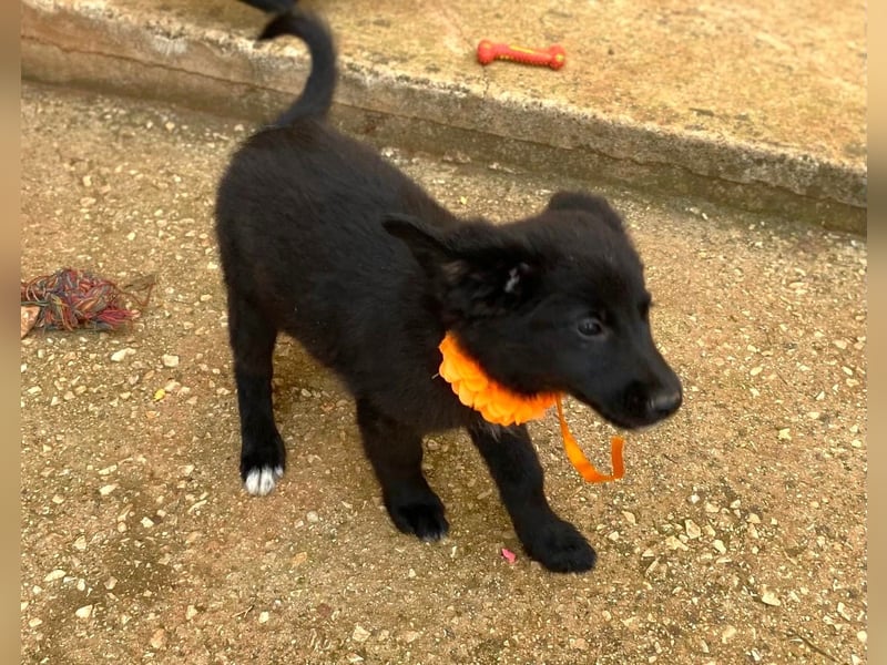 YIN sucht Familienanschluß