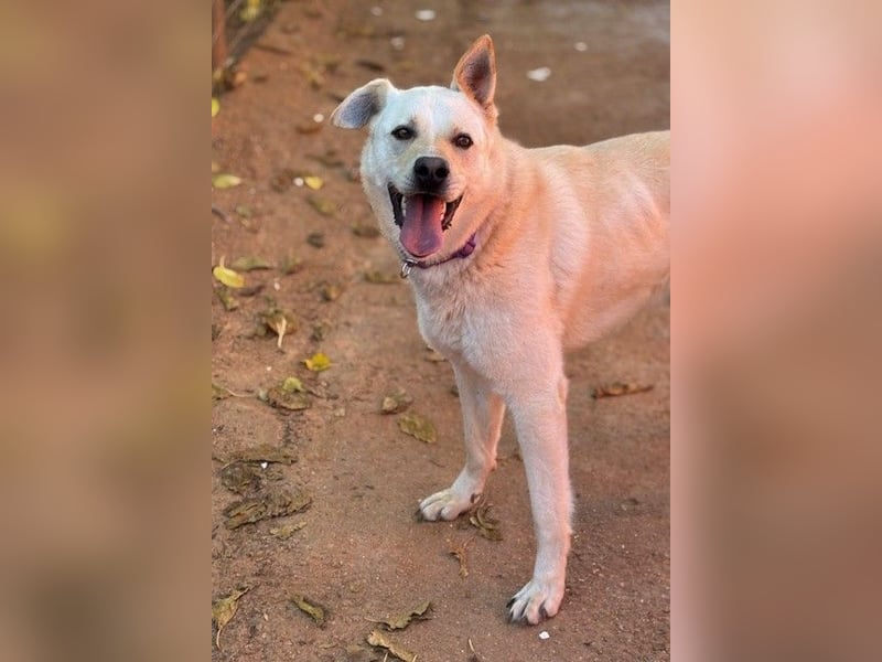 Toller OLYMPUS mit Handicap sucht Familienanschluß