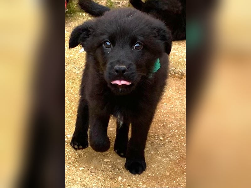 ENOS auf Körbchensuche