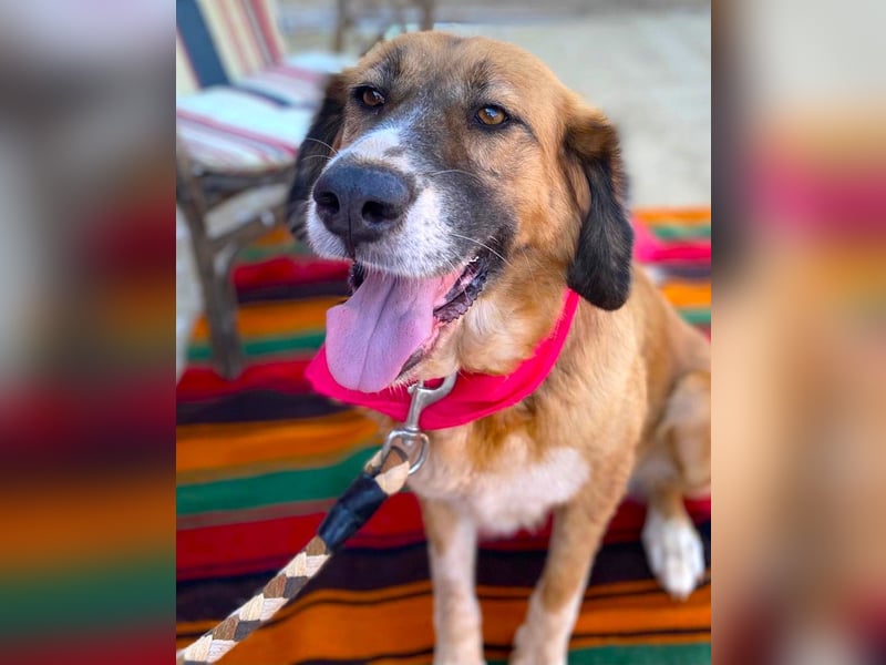 Zauberhafte GABI sucht Familienanschluß