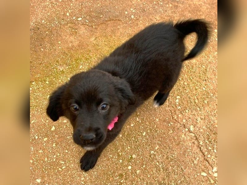 YANG sucht ihre Familie