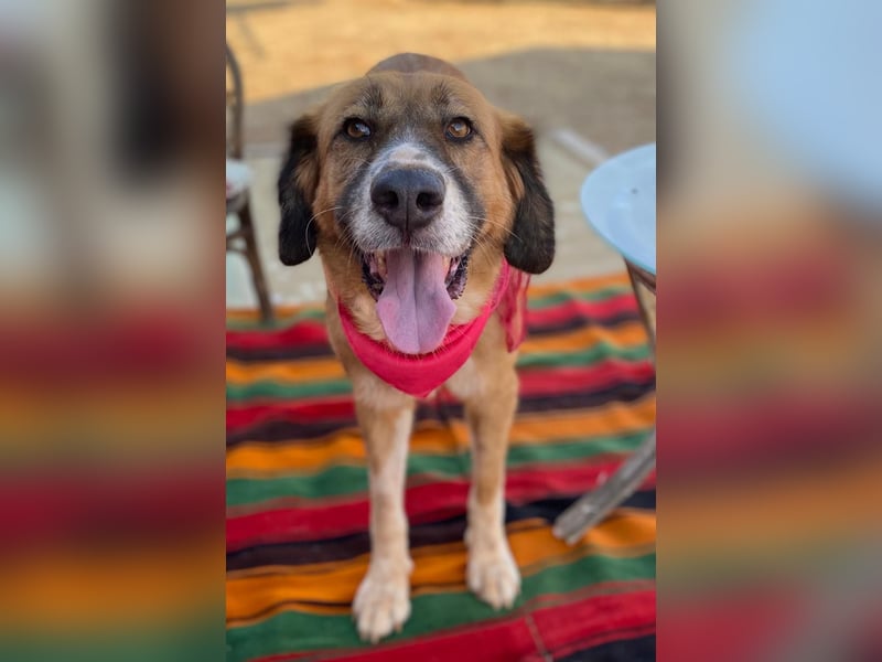 Zauberhafte GABI sucht Familienanschluß