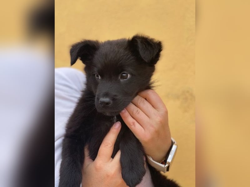 ENOS auf Körbchensuche