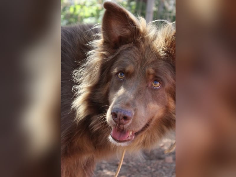 RIBO wünscht sich ein eigenes zu Hause