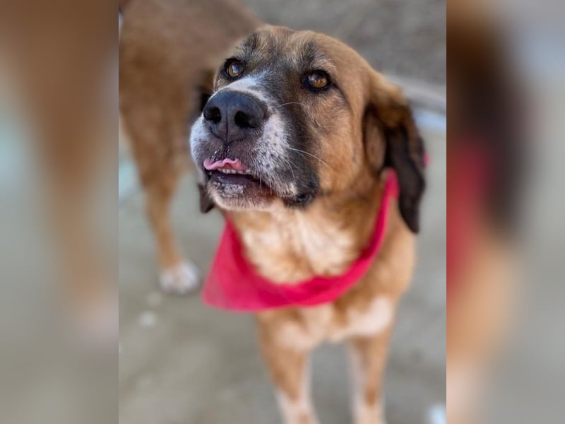 Zauberhafte GABI sucht Familienanschluß