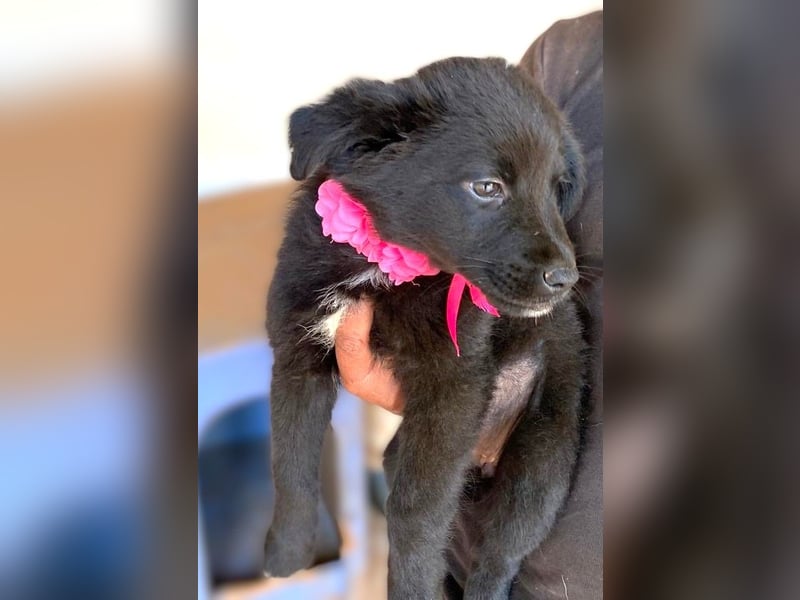 YANG sucht ihre Familie