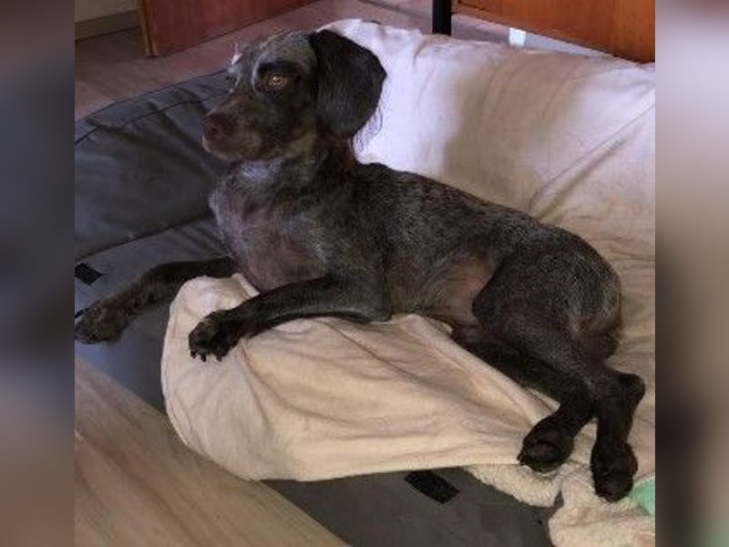 sportliche, liebenswerte MIMI sucht ihre Familie