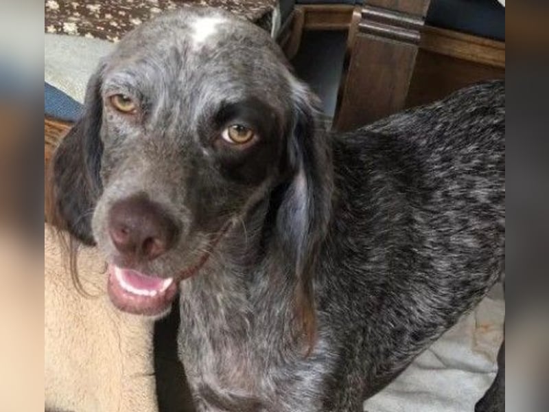 MIMI - liebenswerte Sportskanone sucht ihre Menschen