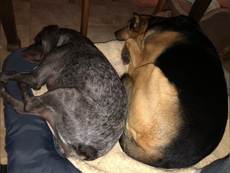 sportliche, liebenswerte MIMI sucht ihre Familie