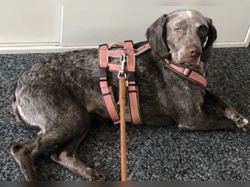 MIMI - liebenswerte Sportskanone sucht ihre Menschen