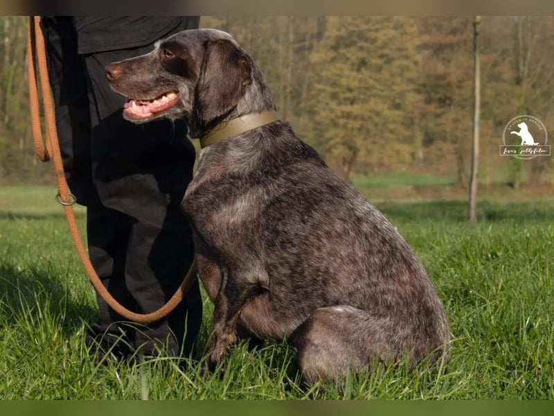 sportliche, liebenswerte MIMI sucht ihre Familie
