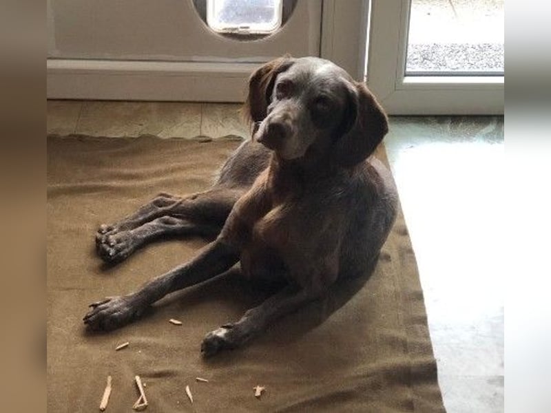 sportliche, liebenswerte MIMI sucht ihre Familie