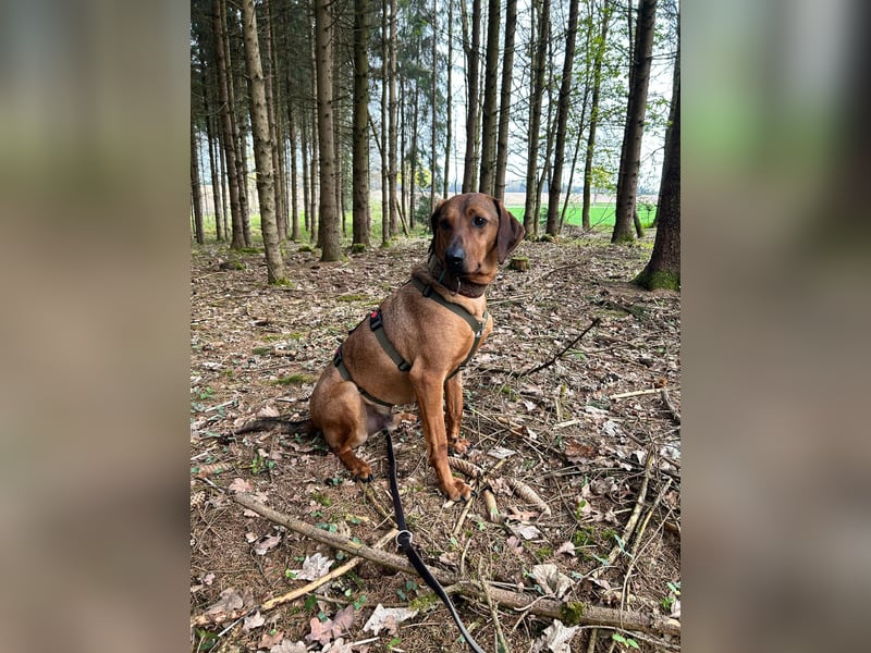 Neugieriger Brackenmischling Leon sucht sein zuhause