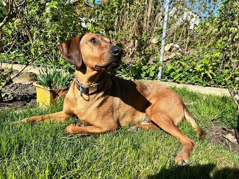 Neugieriger Brackenmischling Leon sucht sein zuhause
