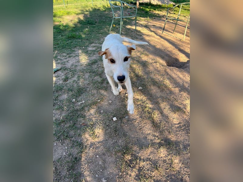 Hübscher Mischlingsrüde Maki sucht seine Familie