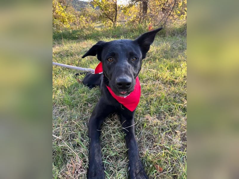 Traumhündin Bipa sucht ihr Traum zuhause