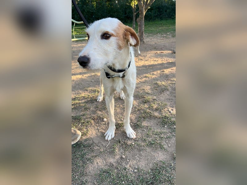 Hübscher Mischlingsrüde Maki sucht seine Familie