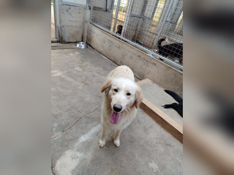 Liebevoller Mischlingsrüde Elmo wünscht sich eine Familie