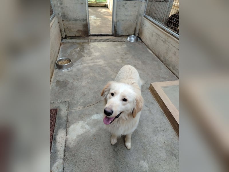 Liebevoller Mischlingsrüde Elmo wünscht sich eine Familie